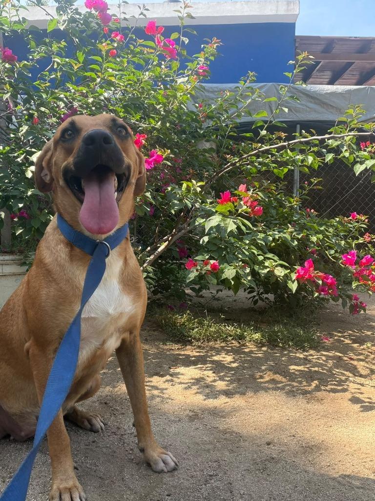 Lolita, Adoptable, Young Female Black Mouth Cur & Labrador Retriever.