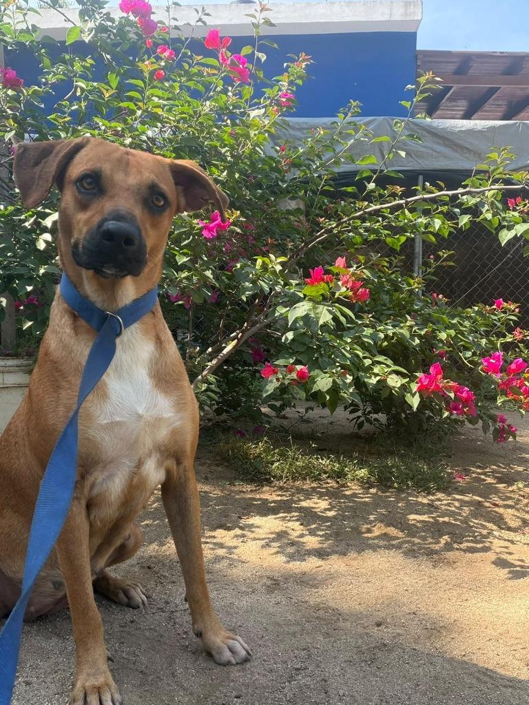Enlarge Lolita, a Adoptable mixed breed in San Diego, CA image 2/2