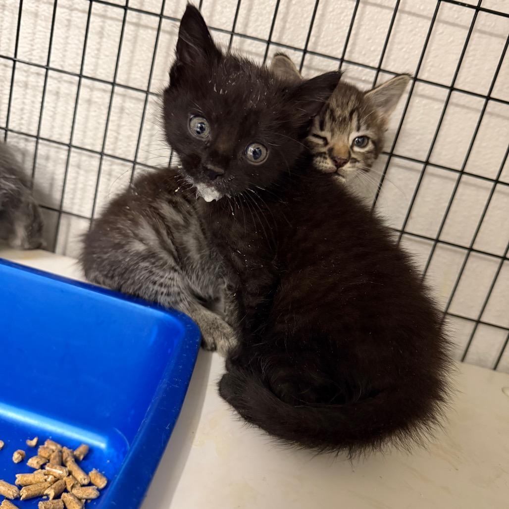 Arson Carson, Adoptable, Kitten Male Domestic Short Hair.