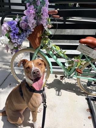 Maki, Adoptable, Adult Female Terrier & Mixed Breed.