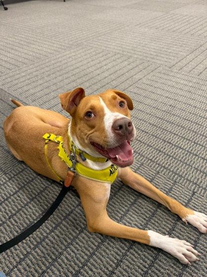 Enlarge Maki, a Adoptable mixed breed in North Miami Beach, FL image 2/3