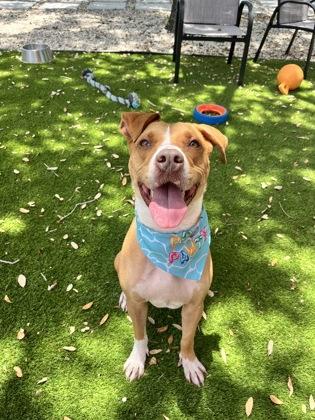 Enlarge Maki, a Adoptable mixed breed in North Miami Beach, FL image 3/3