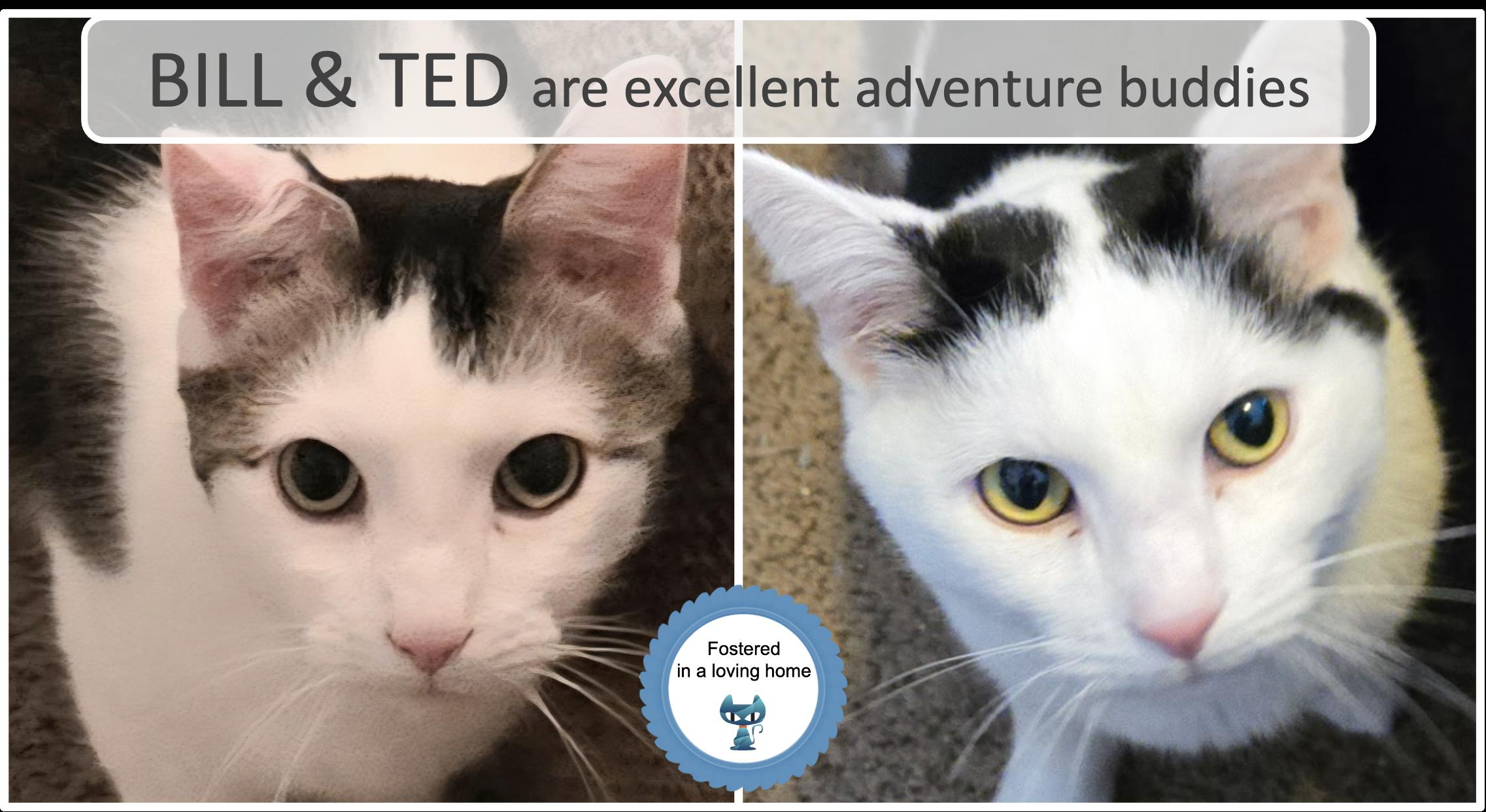 Enlarge Bill & Ted, a ADOPTABLE Domestic Short Hair in Cincinnati, OH image 1/3