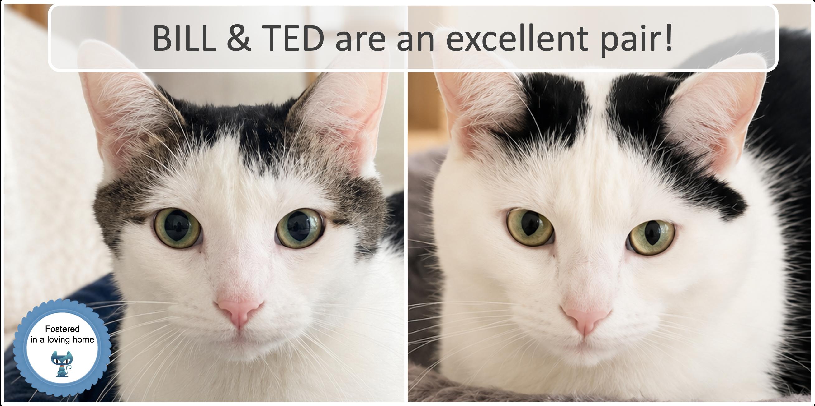 Bill & Ted, ADOPTABLE, Adult Male Domestic Short Hair.