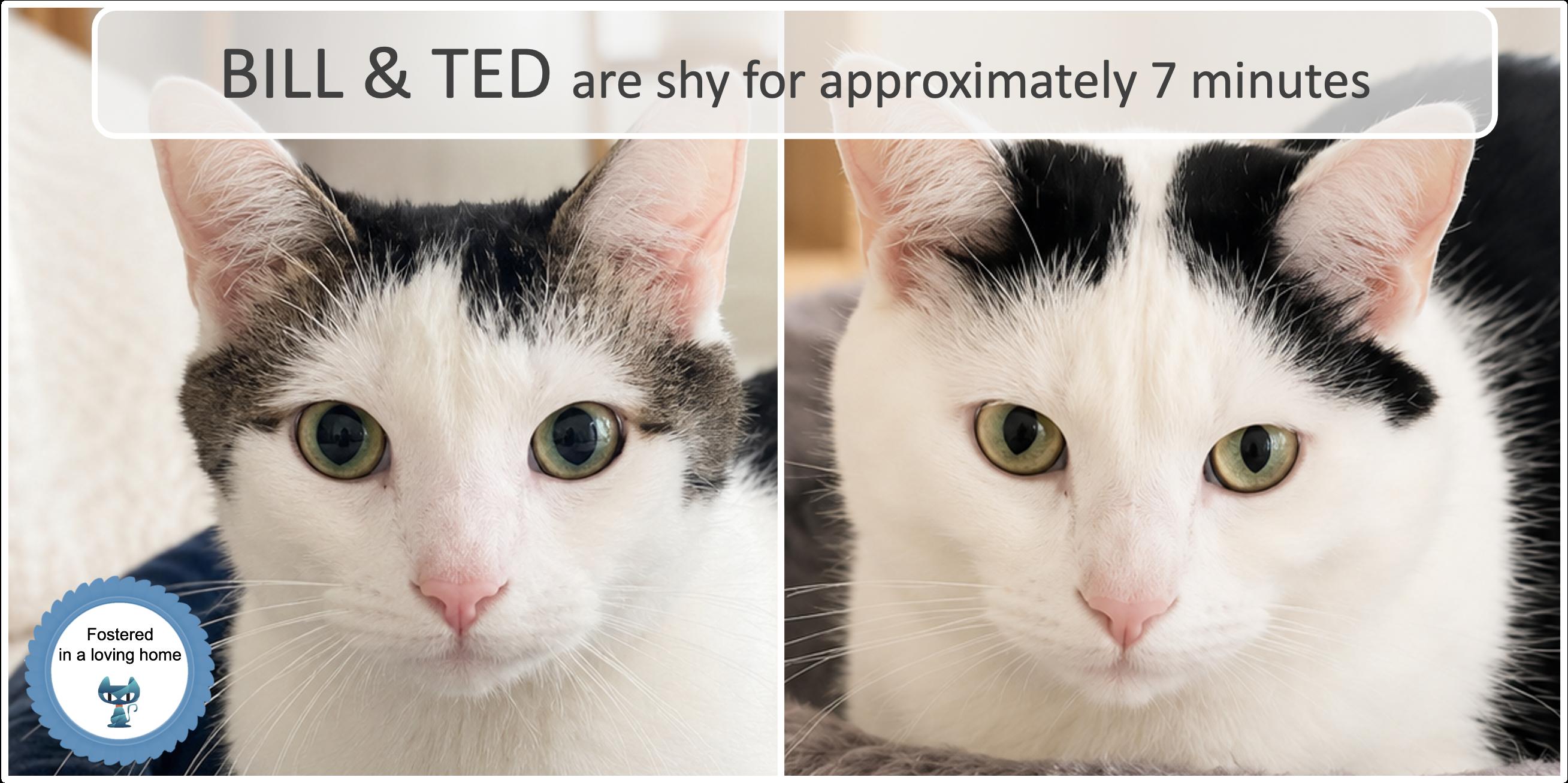 Bill & Ted, ADOPTABLE, Adult Male Domestic Short Hair.