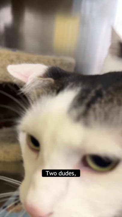 Enlarge Bill & Ted, a ADOPTABLE Domestic Short Hair in Cincinnati, OH video 2/4