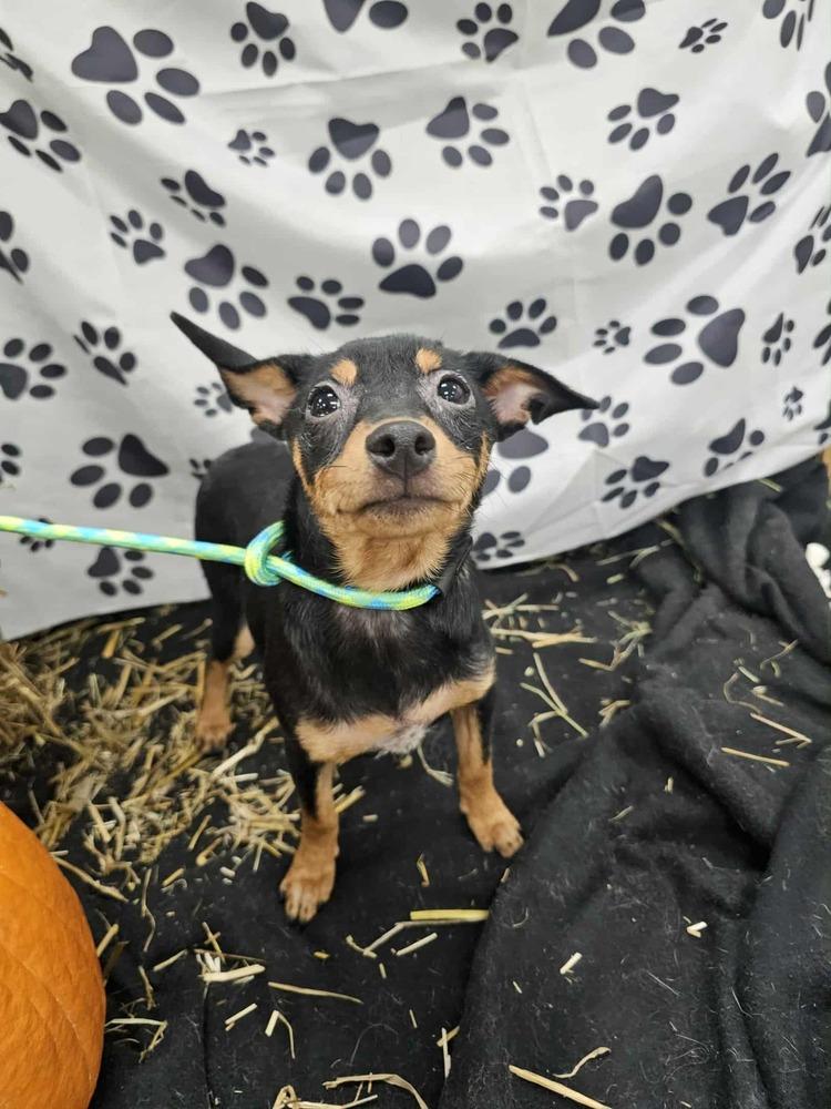 Franklin, Adoptable, Puppy Male Fox Terrier & Miniature Pinscher.