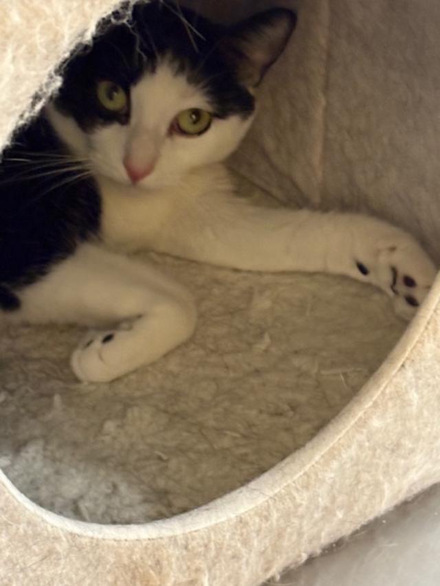 Duchess, Adoptable, Adult Female Domestic Short Hair.