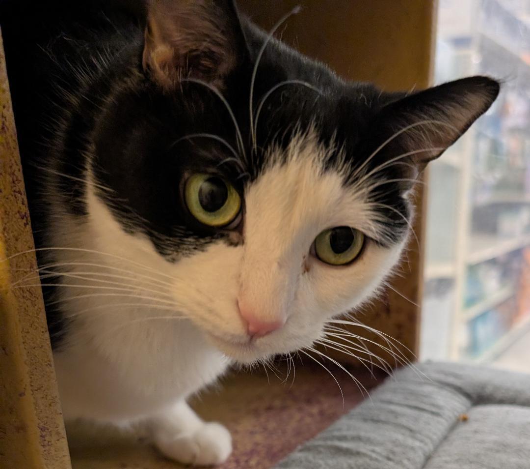 Enlarge Duchess, a Adoptable Domestic Short Hair in Ashland, VA image 1/4