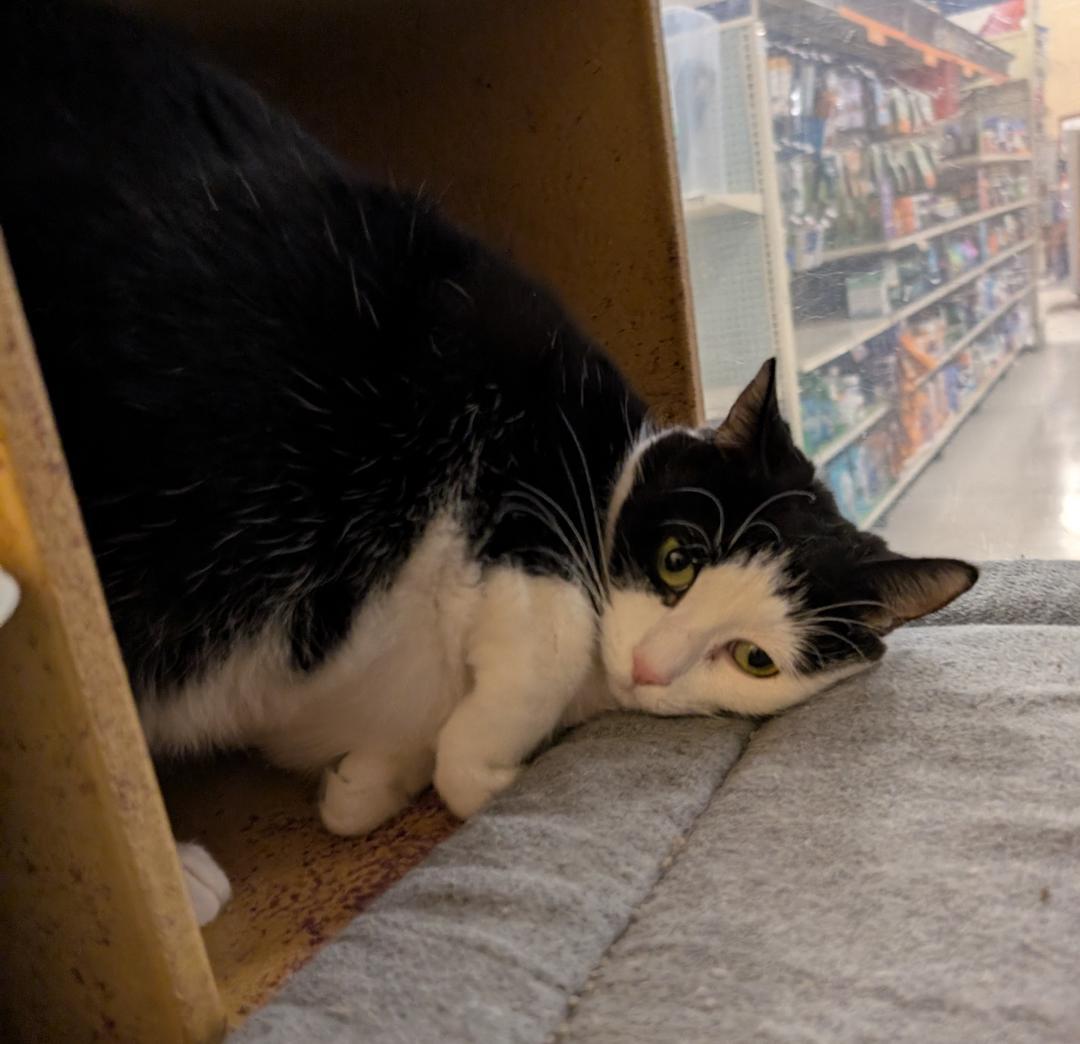 Enlarge Duchess, a Adoptable Domestic Short Hair in Ashland, VA image 2/4