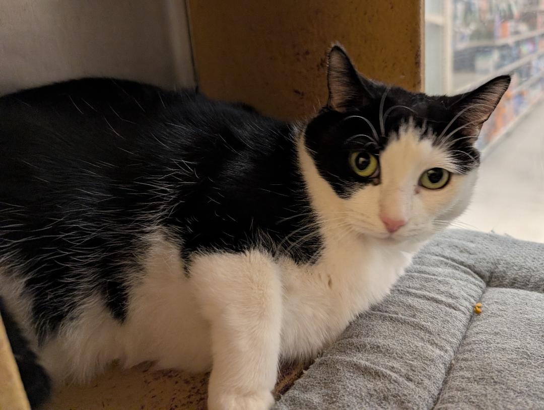 Enlarge Duchess, a Adoptable Domestic Short Hair in Ashland, VA image 3/4