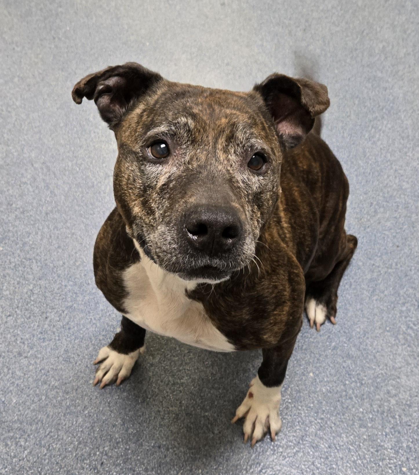 Tina, Adoptable, Adult Female Pit Bull Terrier.