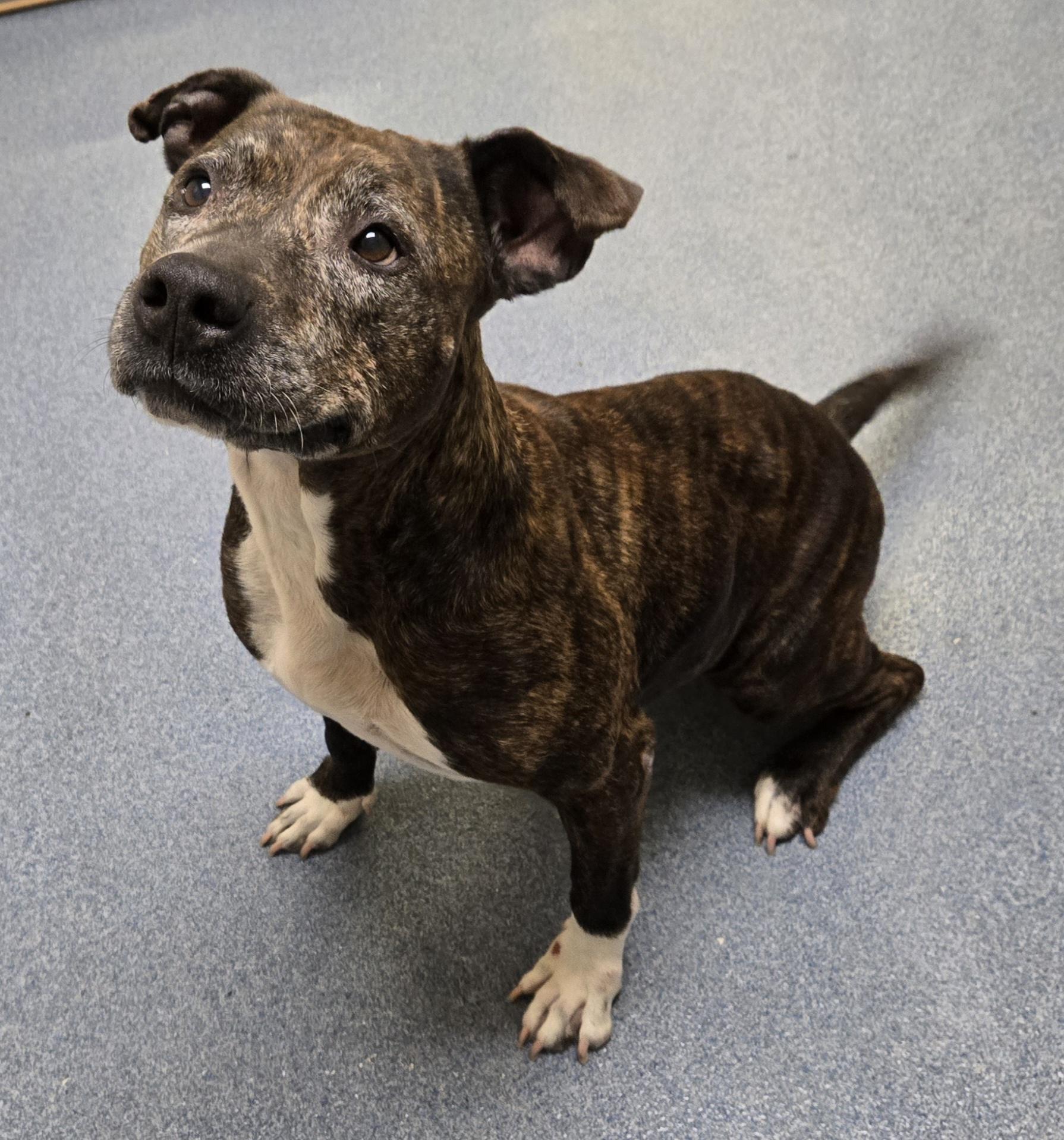 Tina, a Adoptable Pit Bull Terrier in Suffolk, VA image 2/2