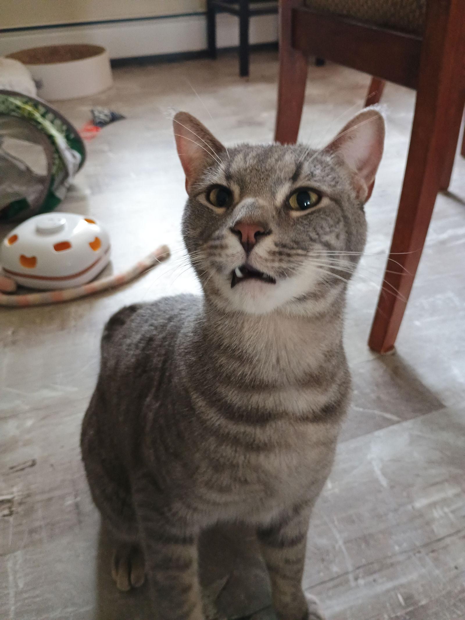 Spencer, Adoptable, Young Male Tabby & Domestic Medium Hair.