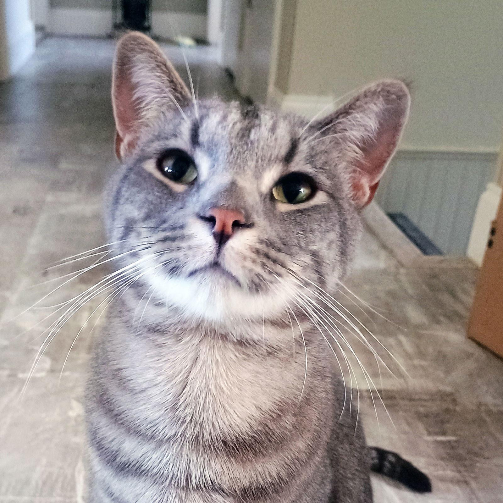 Enlarge Spencer, a Adoptable mixed breed in Laramie, WY image 2/3