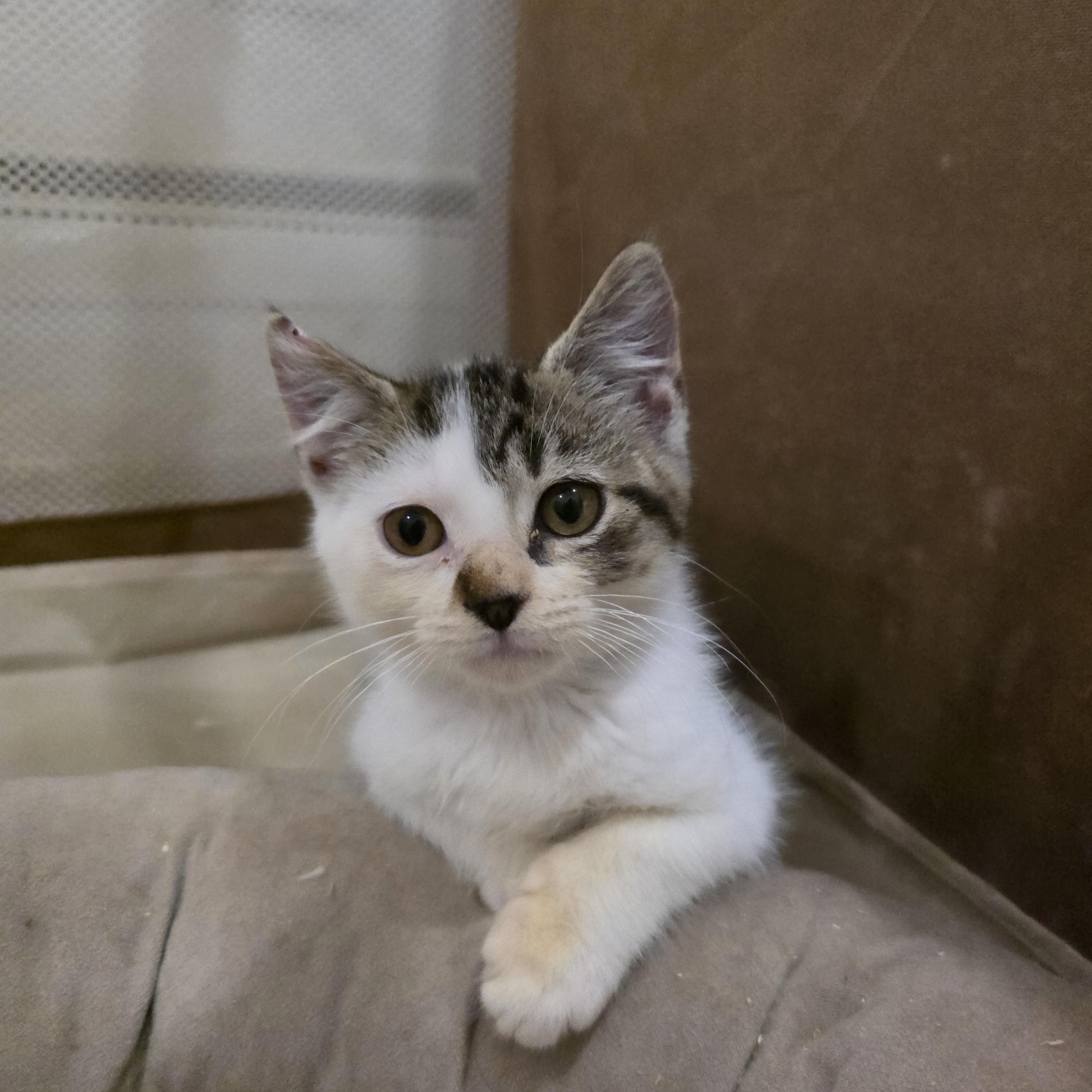 Enlarge Puzzle, a Adoptable mixed breed in Moriches, NY image 3/5