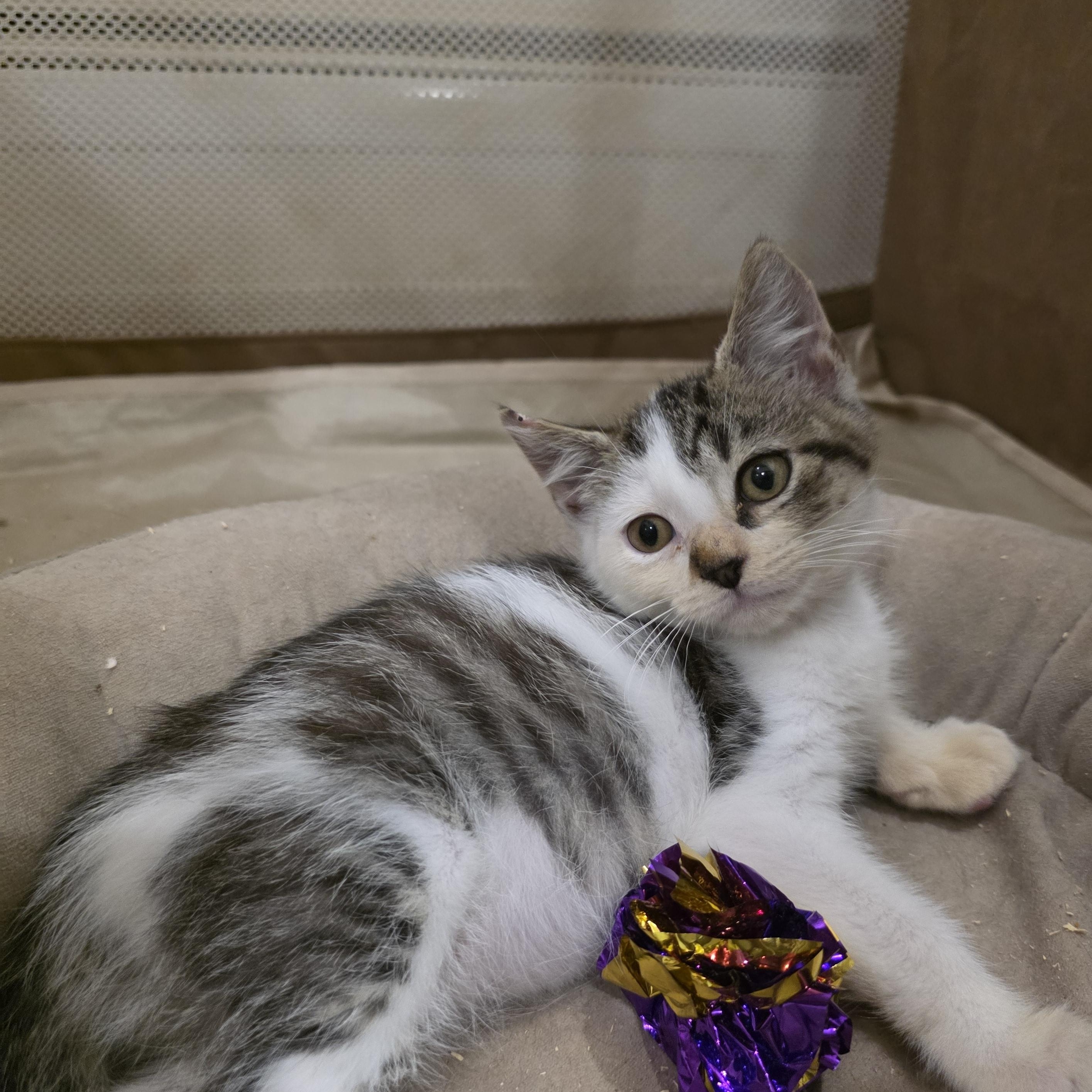 Enlarge Puzzle, a Adoptable mixed breed in Moriches, NY image 4/5