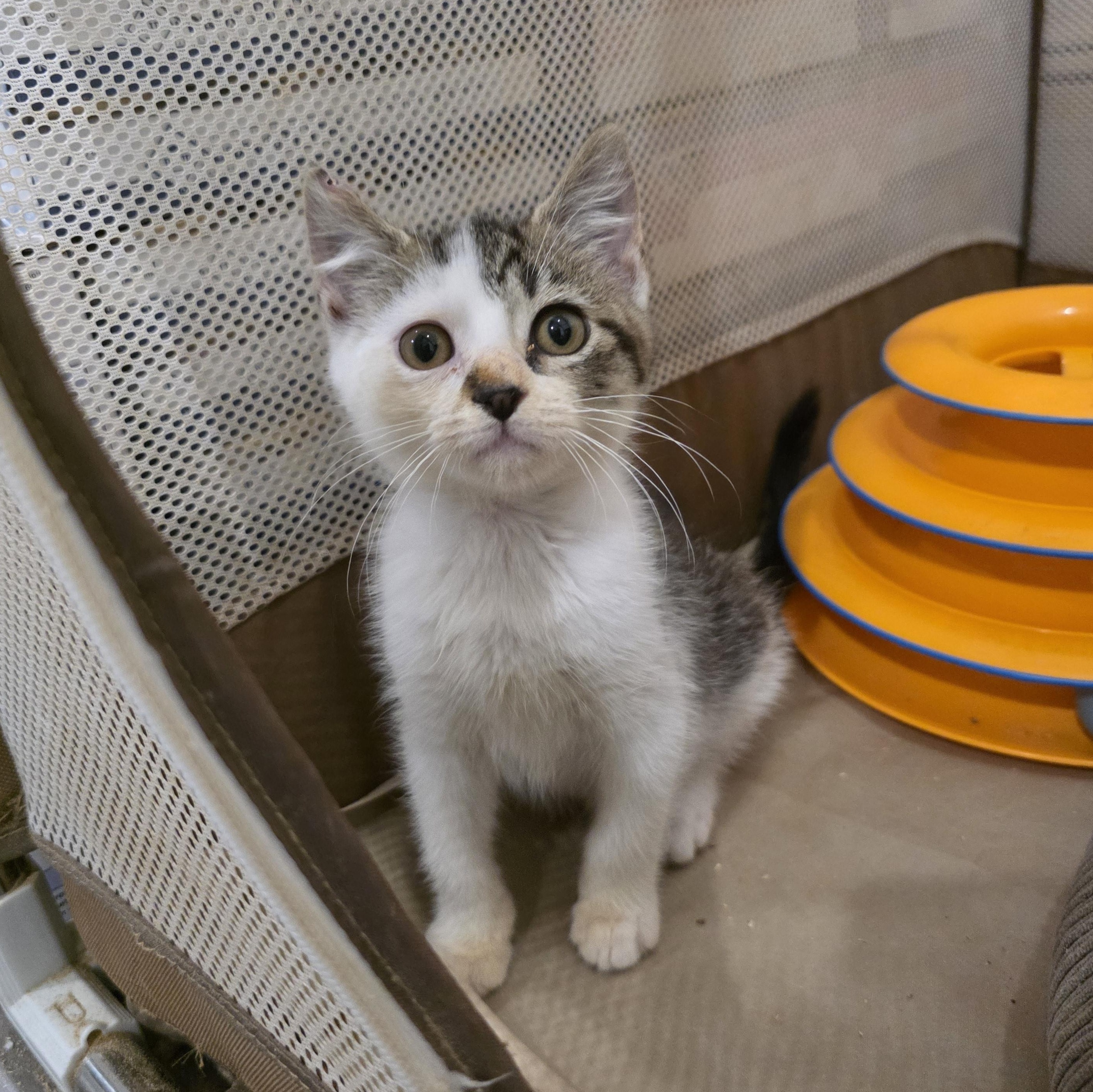 Puzzle, Adoptable, Kitten Male Domestic Short Hair & Tabby.