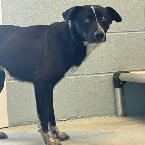 Jim Beam 7977, Adult Male Mixed Breed