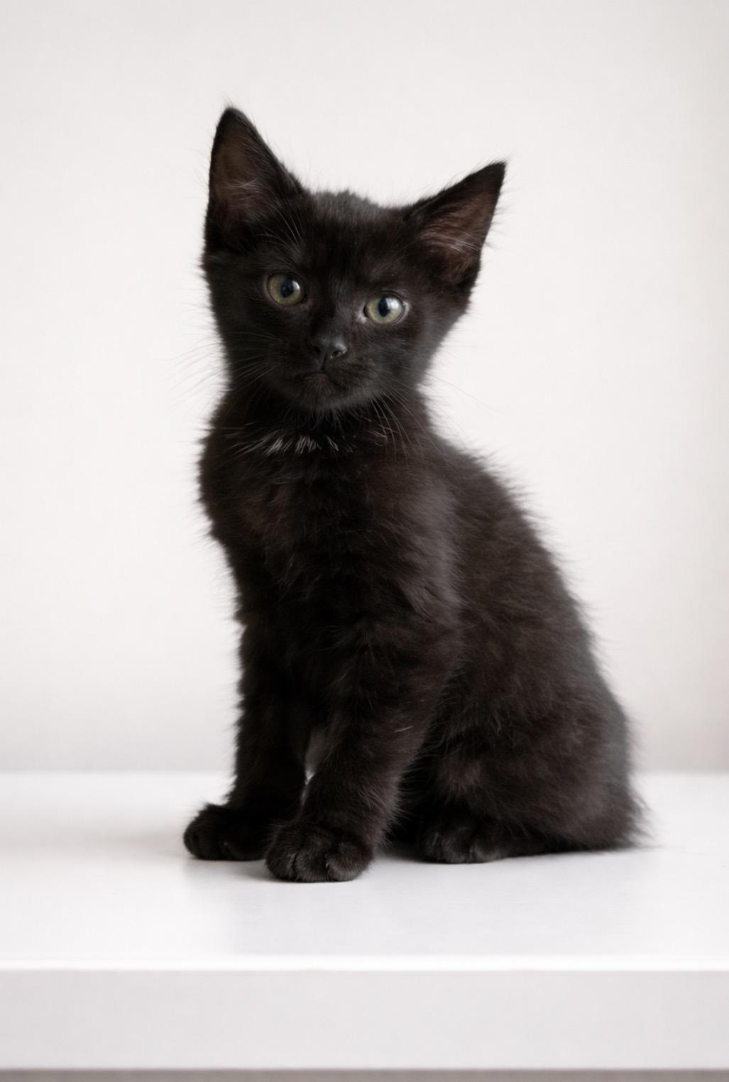 Paint it Black, adopted, Young Female Domestic Short Hair.