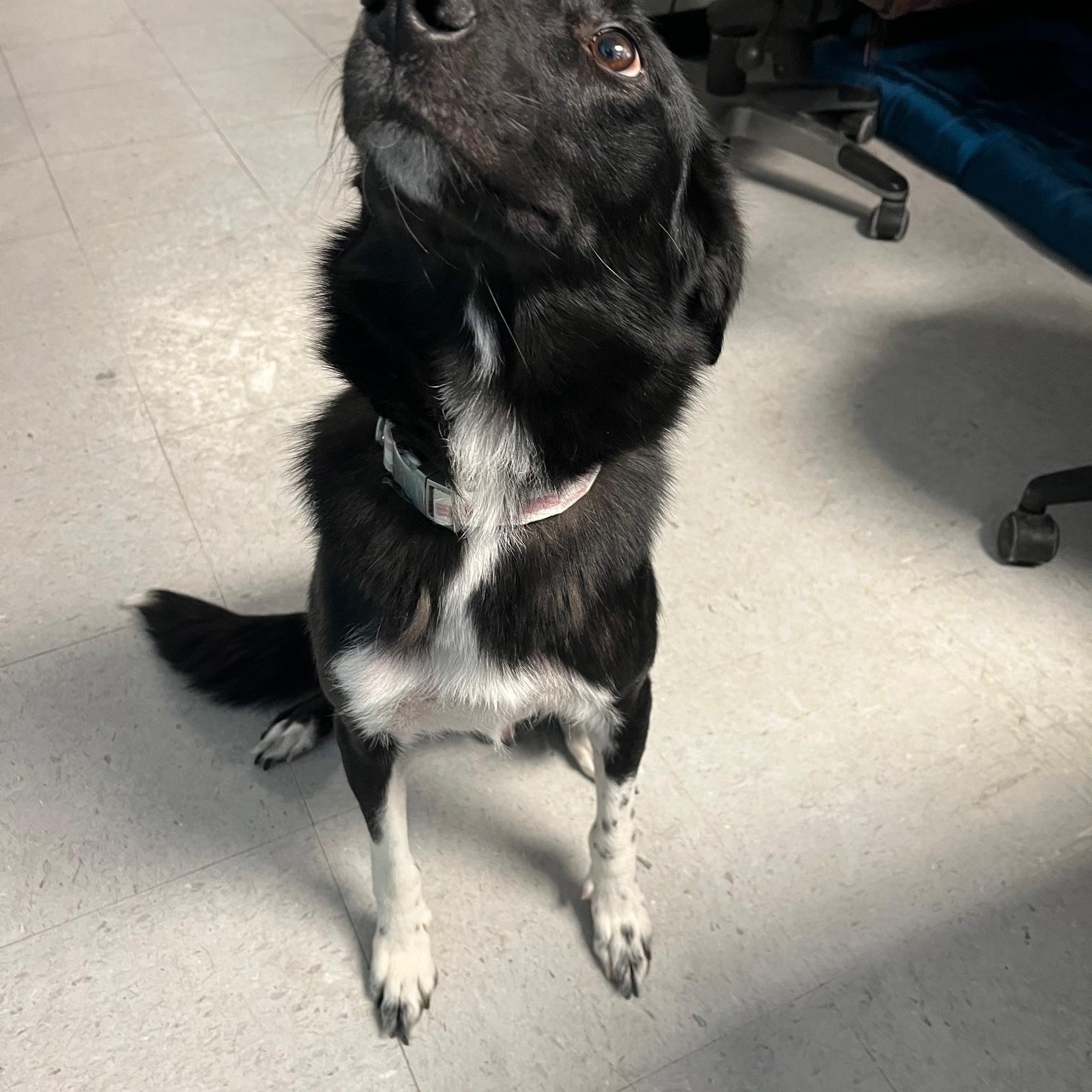 Enlarge Phoebe, an adoptable mixed breed in St Thomas, ON image 1/4