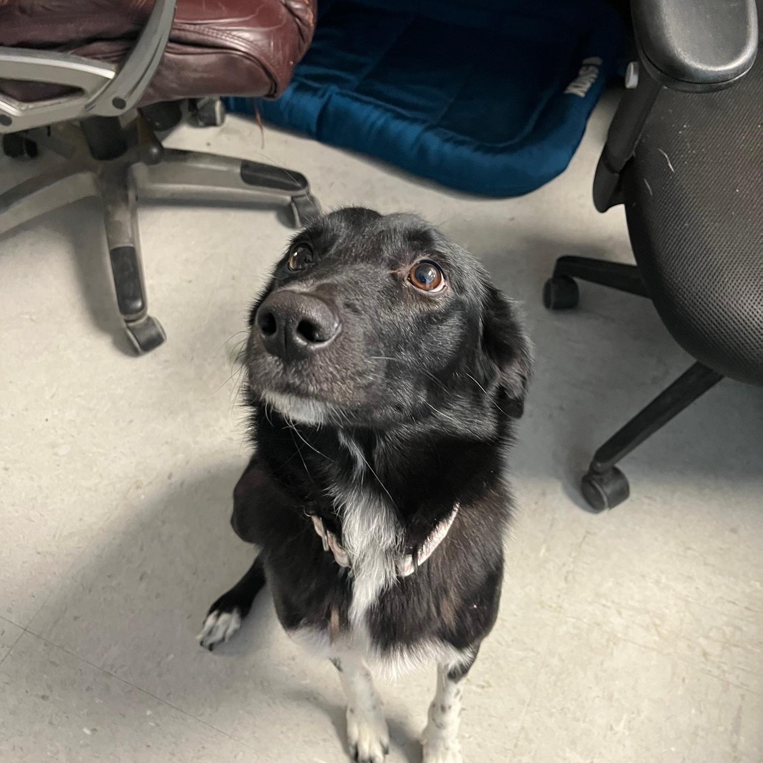 Enlarge Phoebe, an adoptable mixed breed in St Thomas, ON image 2/4