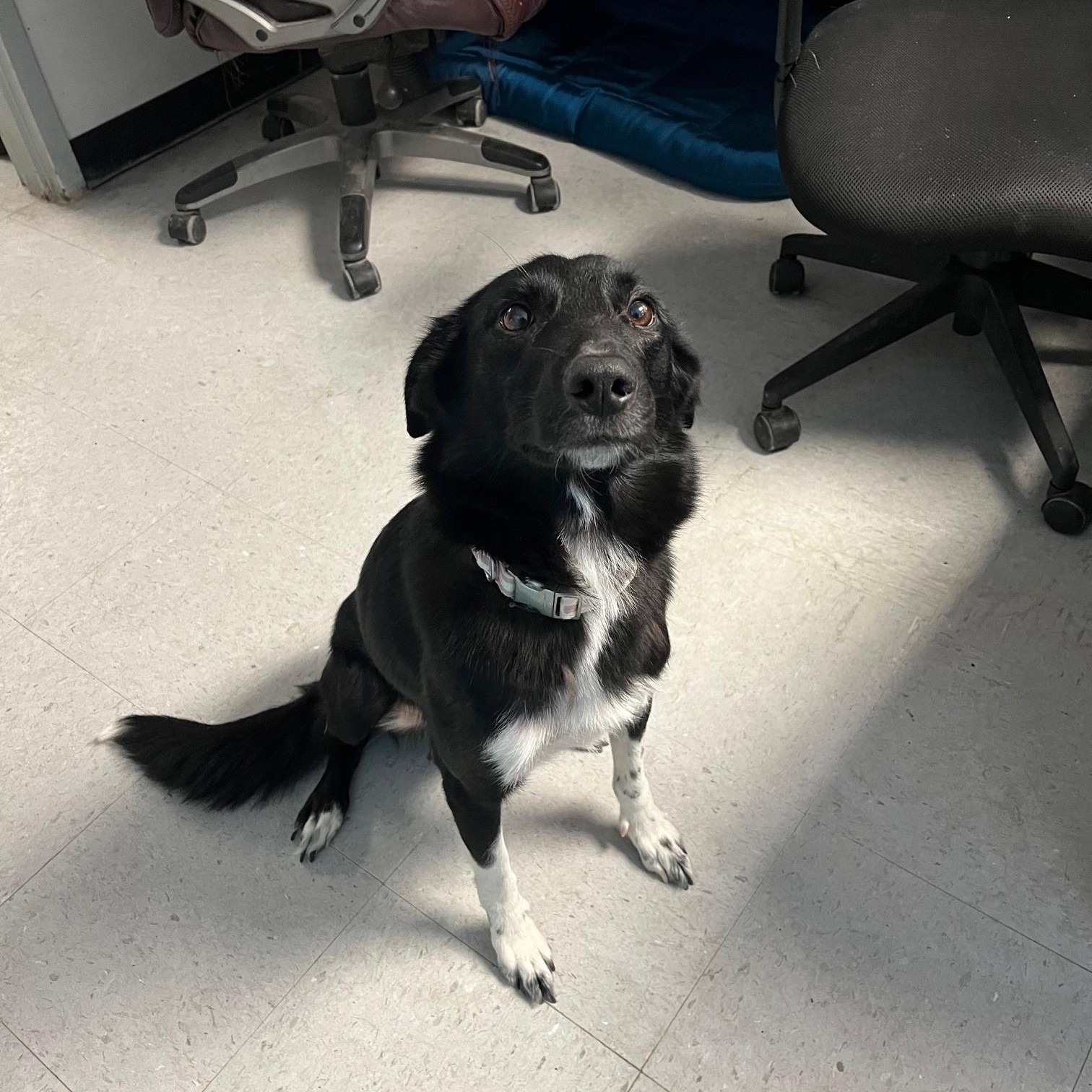 Enlarge Phoebe, an adoptable mixed breed in St Thomas, ON image 3/4