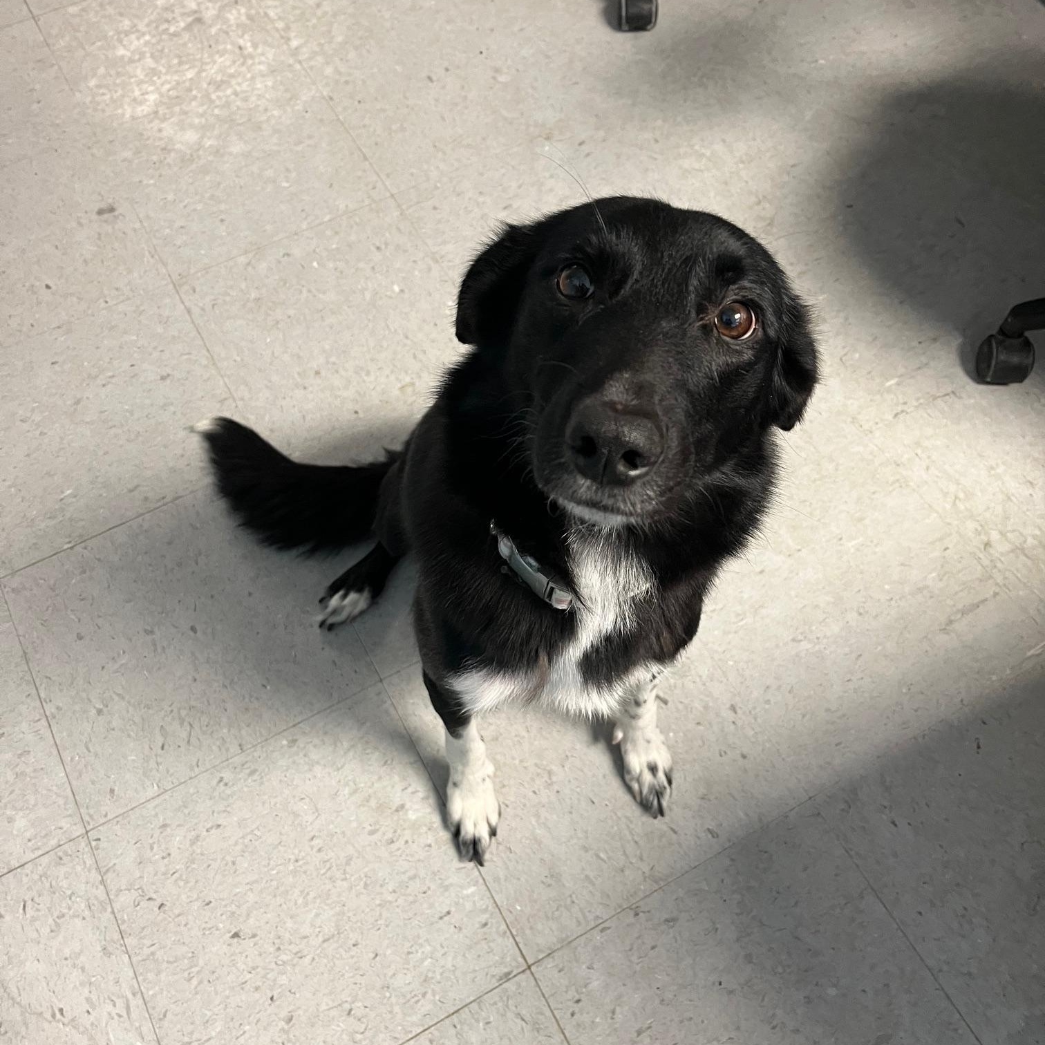 Enlarge Phoebe, an adoptable mixed breed in St Thomas, ON image 4/4