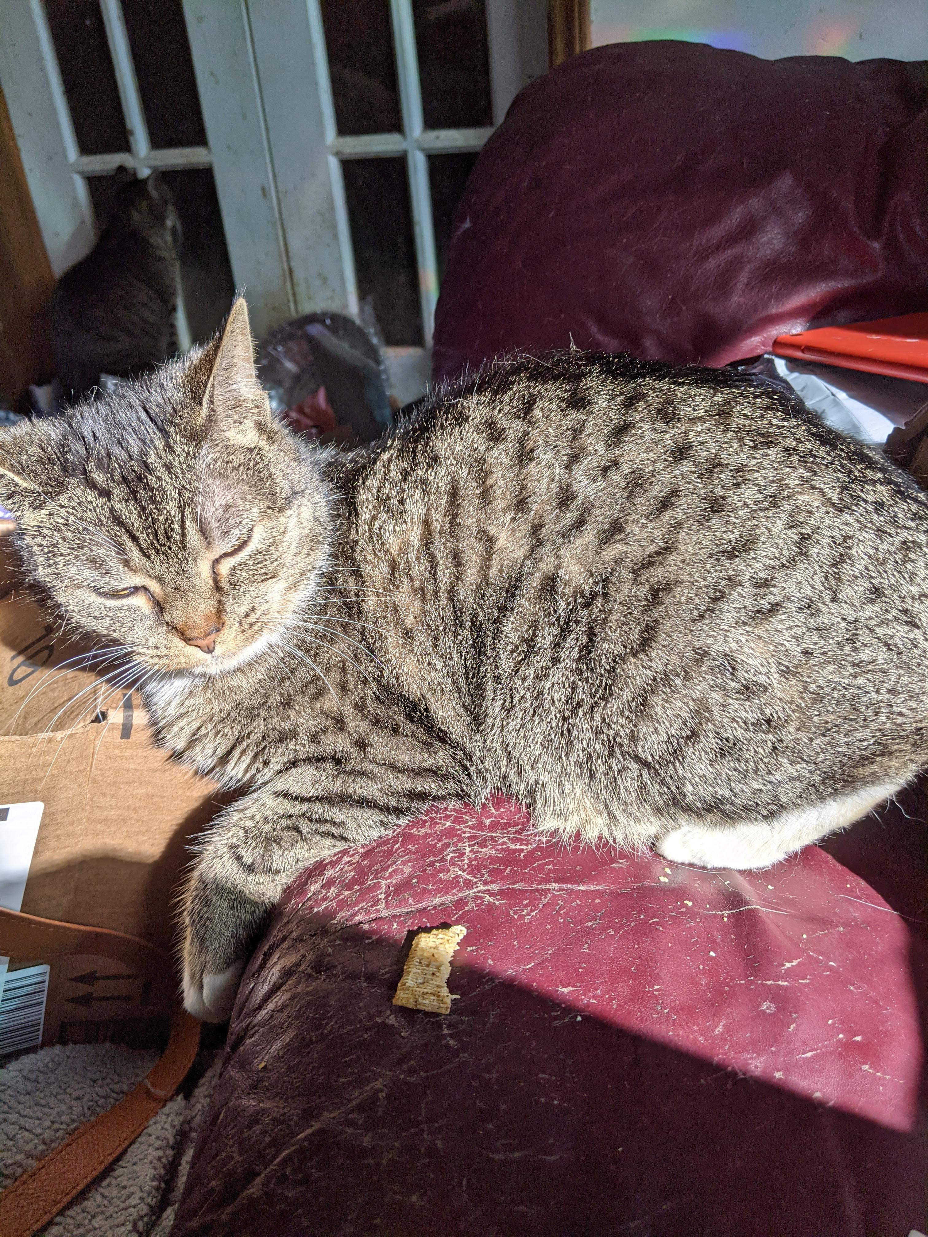 Bebe, a ADOPTABLE Manx in Charlotte, NC image 3/5
