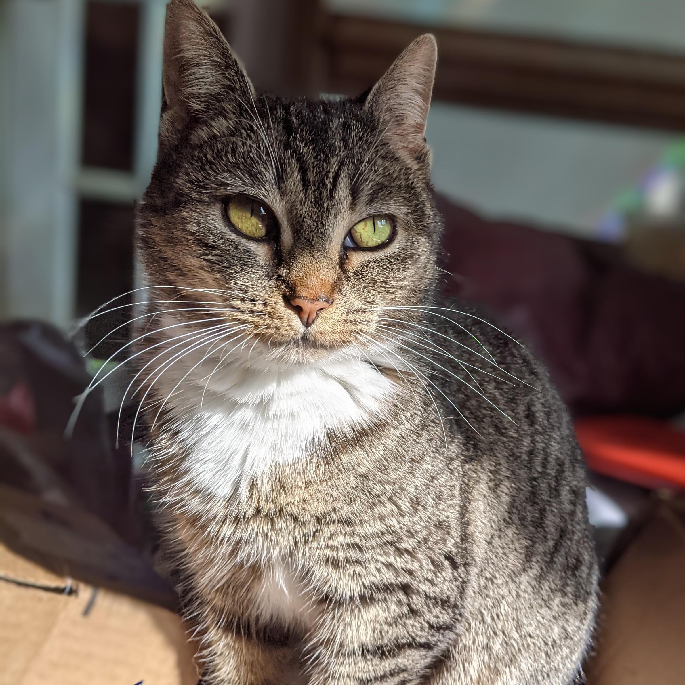 Bebe, ADOPTABLE, Young Female Manx.