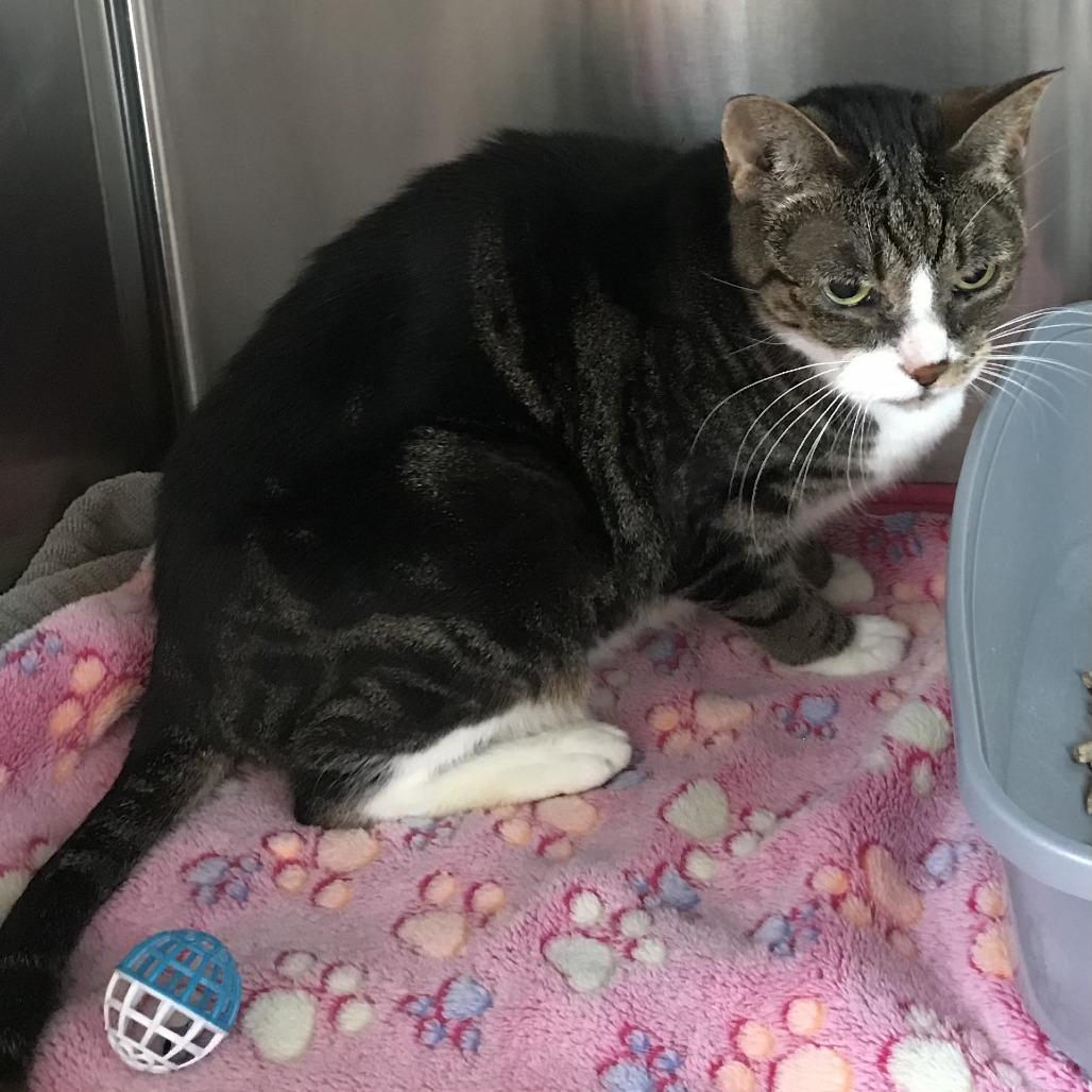 Elizabeth thumbnail 2