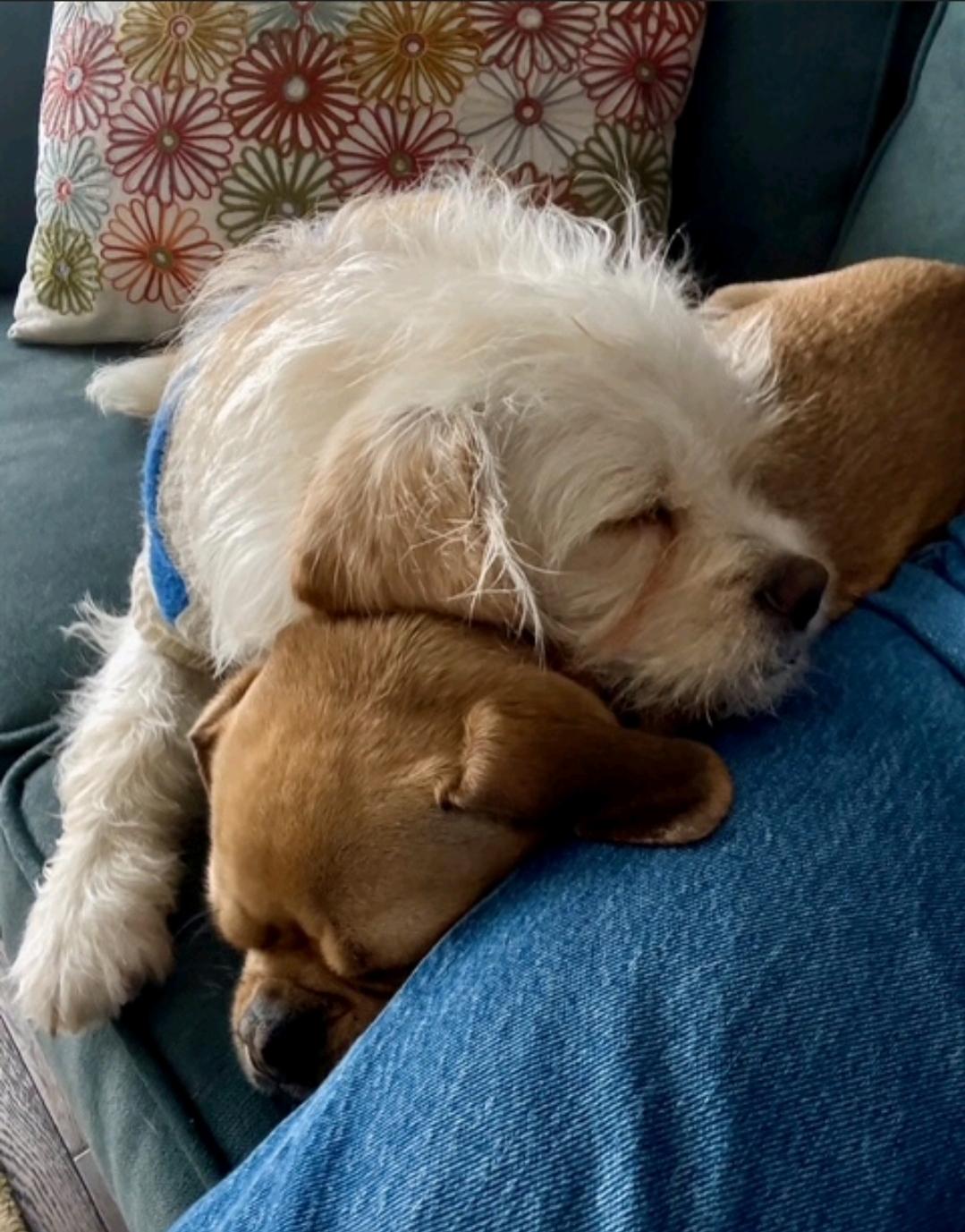 Lemon-puggle/terrier mix, a Adoptable mixed breed in Hamburg, NY image 1/6