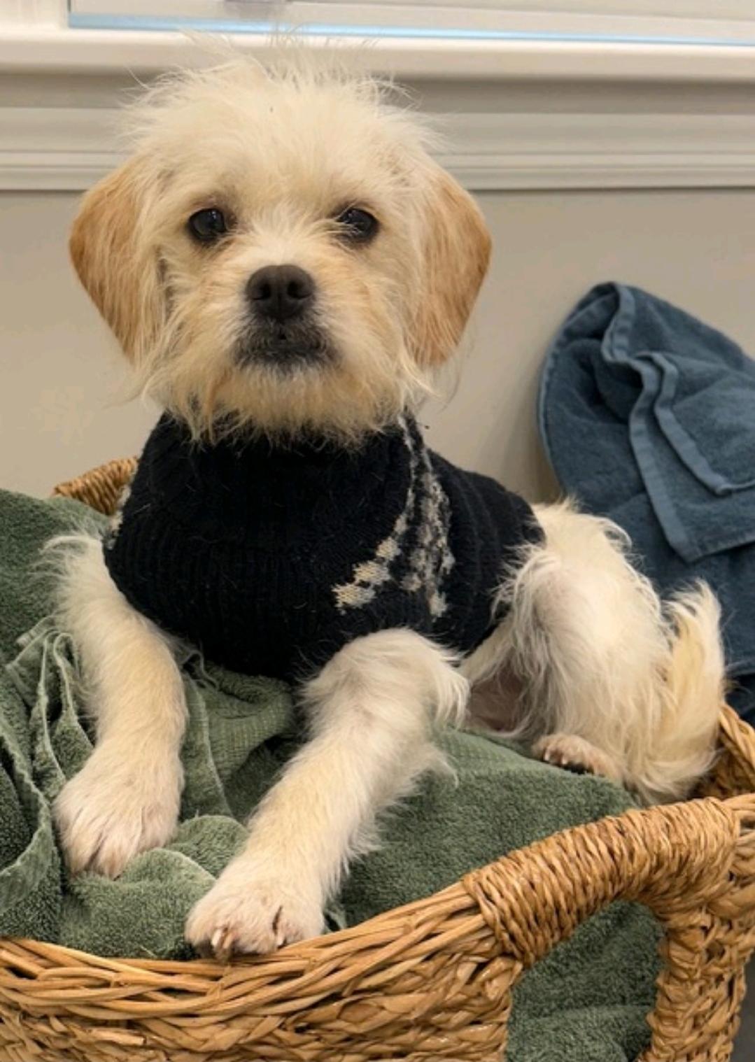 Lemon-puggle/terrier mix, a Adoptable mixed breed in Hamburg, NY image 2/6