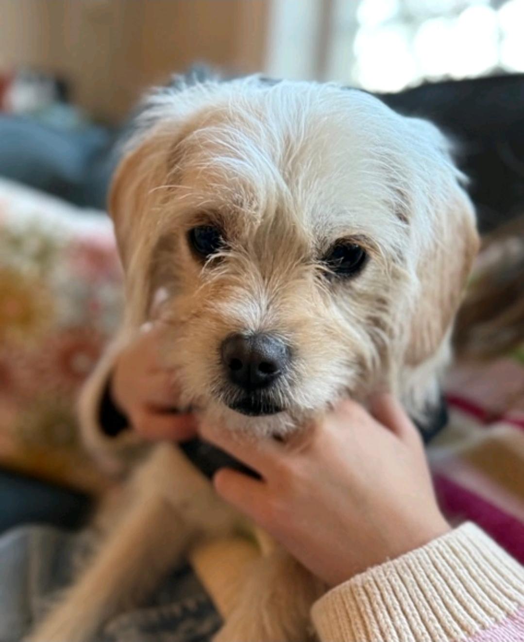 Lemon-puggle/terrier mix, Adoptable, Puppy Female Puggle & Terrier.