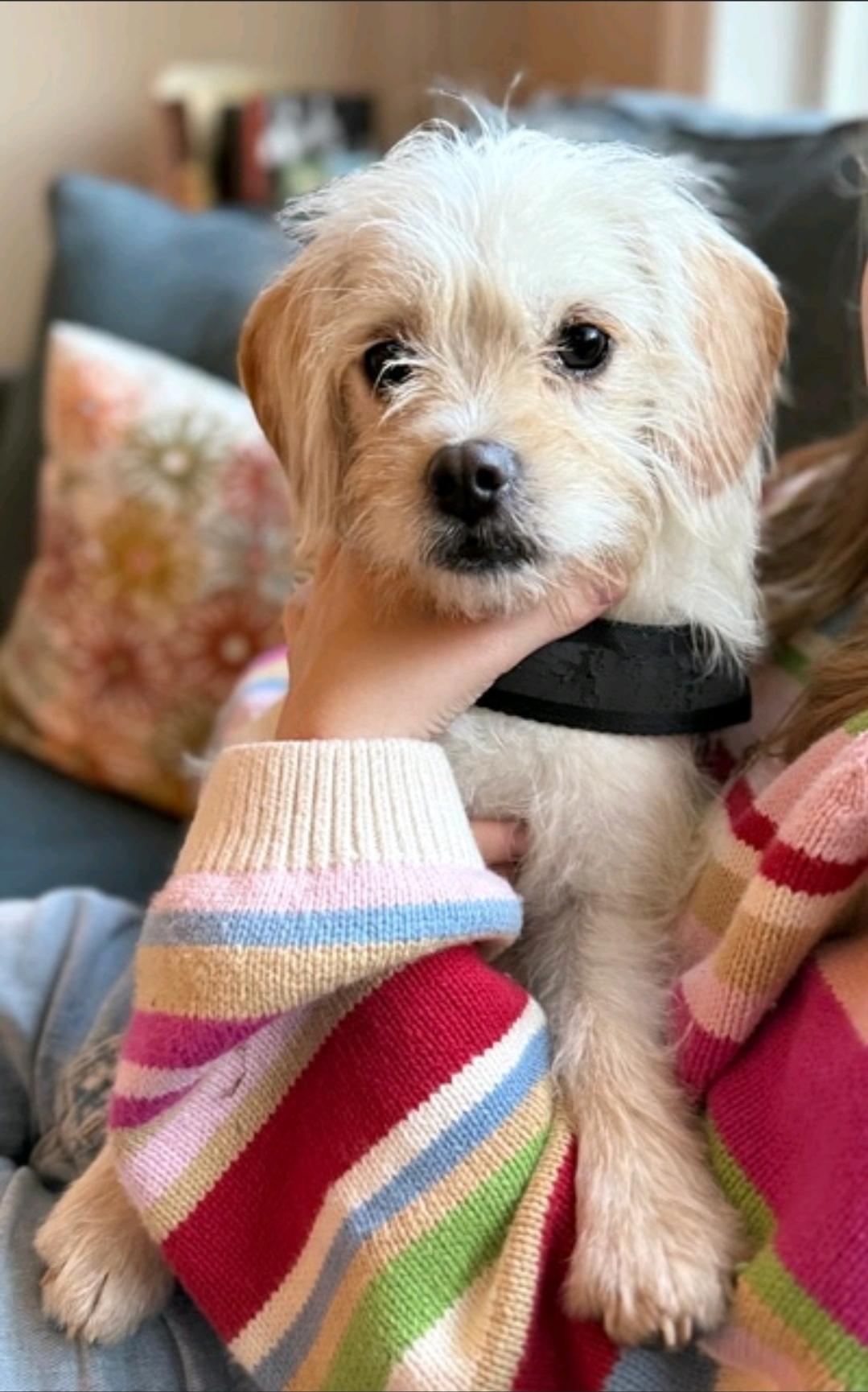 Lemon-puggle/terrier mix, a Adoptable mixed breed in Hamburg, NY image 5/6