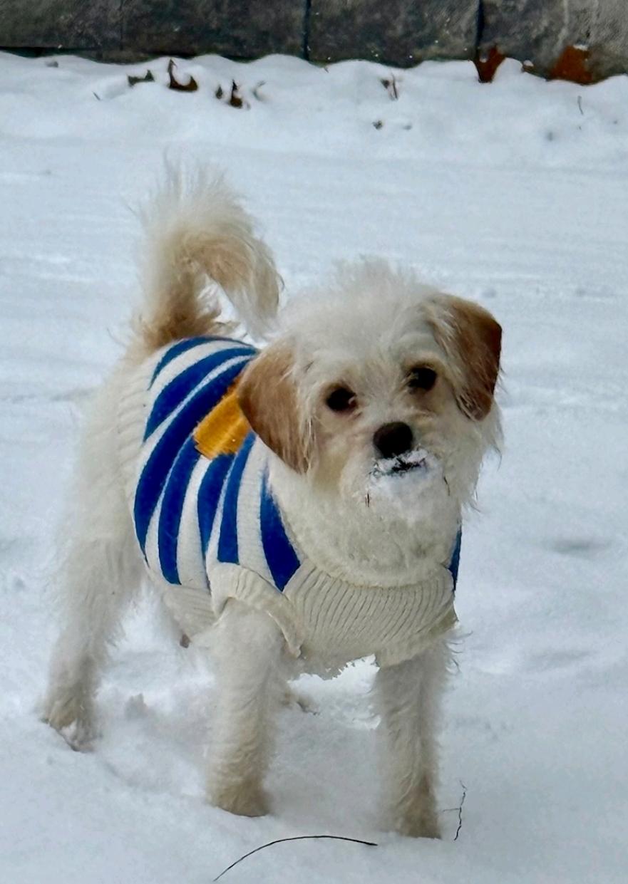 Lemon-puggle/terrier mix, a Adoptable mixed breed in Hamburg, NY image 3/6