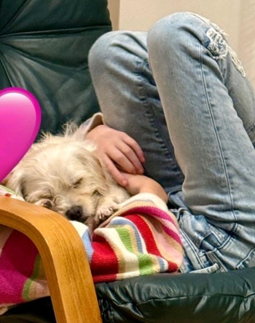 Lemon-puggle/terrier mix, a Adoptable mixed breed in Hamburg, NY image 6/6