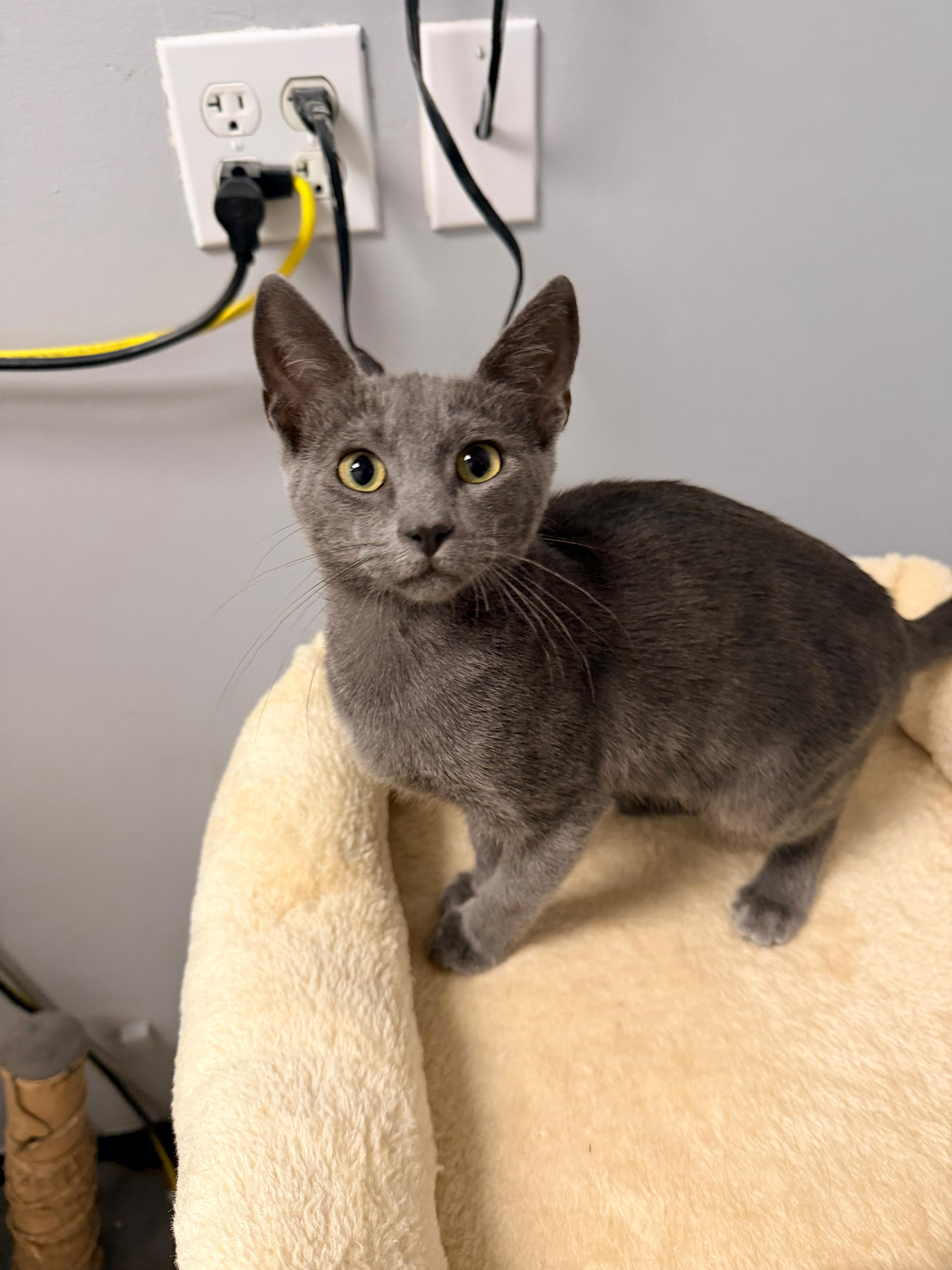 Vini, adopted, Young Male Domestic Short Hair.