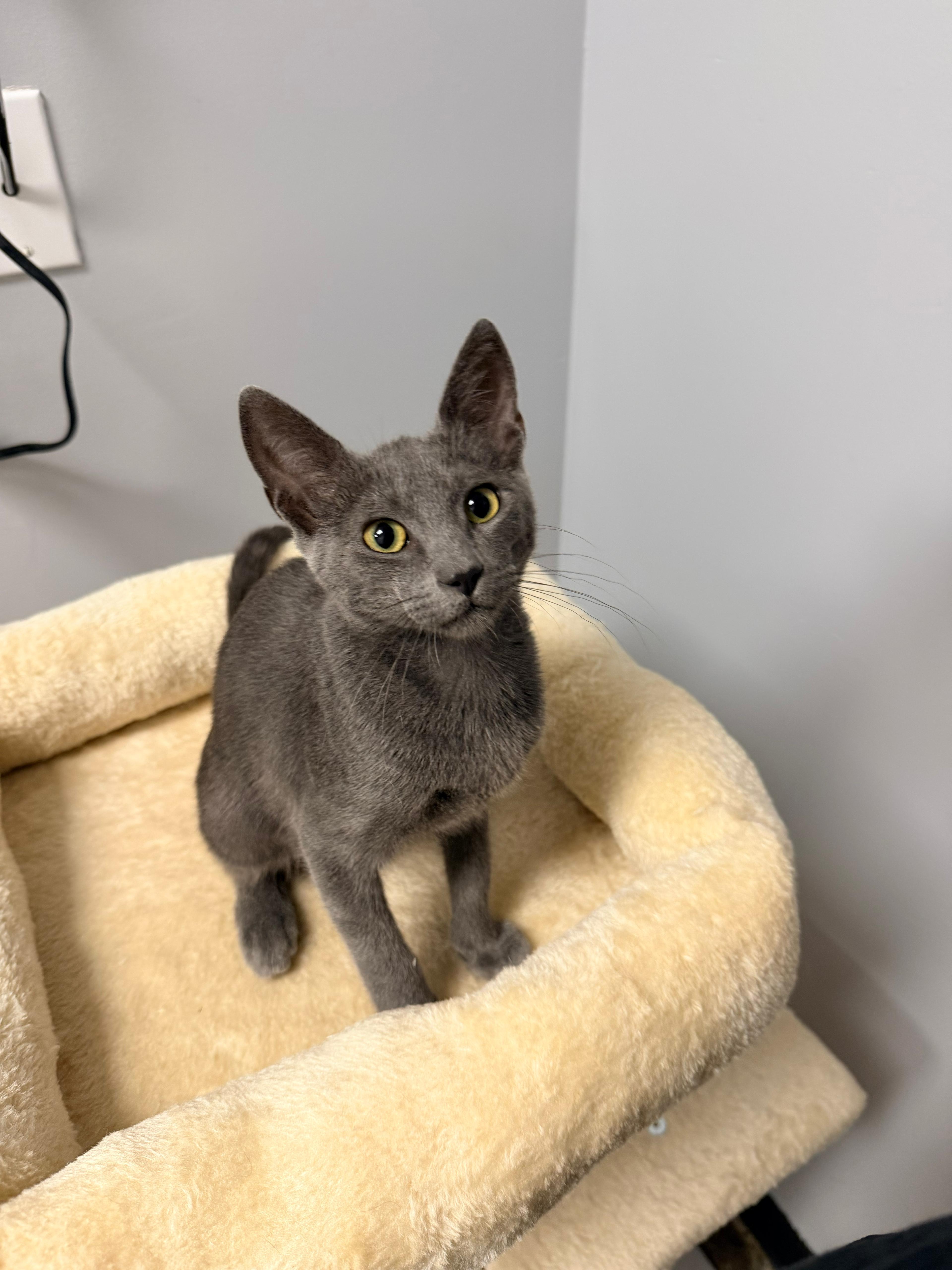 Enlarge Vini, an adopted Domestic Short Hair in Miami, FL image 2/2