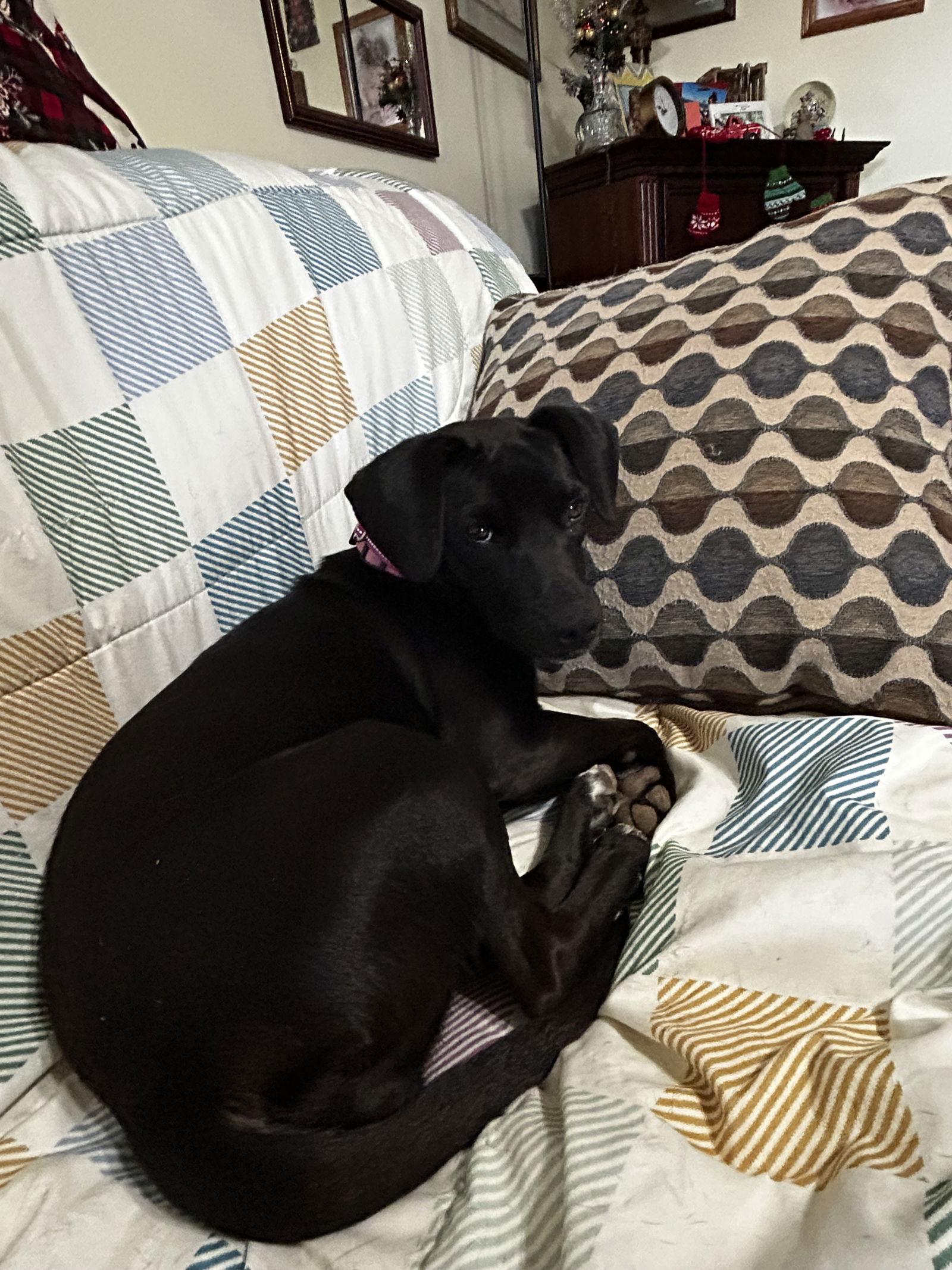 Stella  Kk thumbnail 3