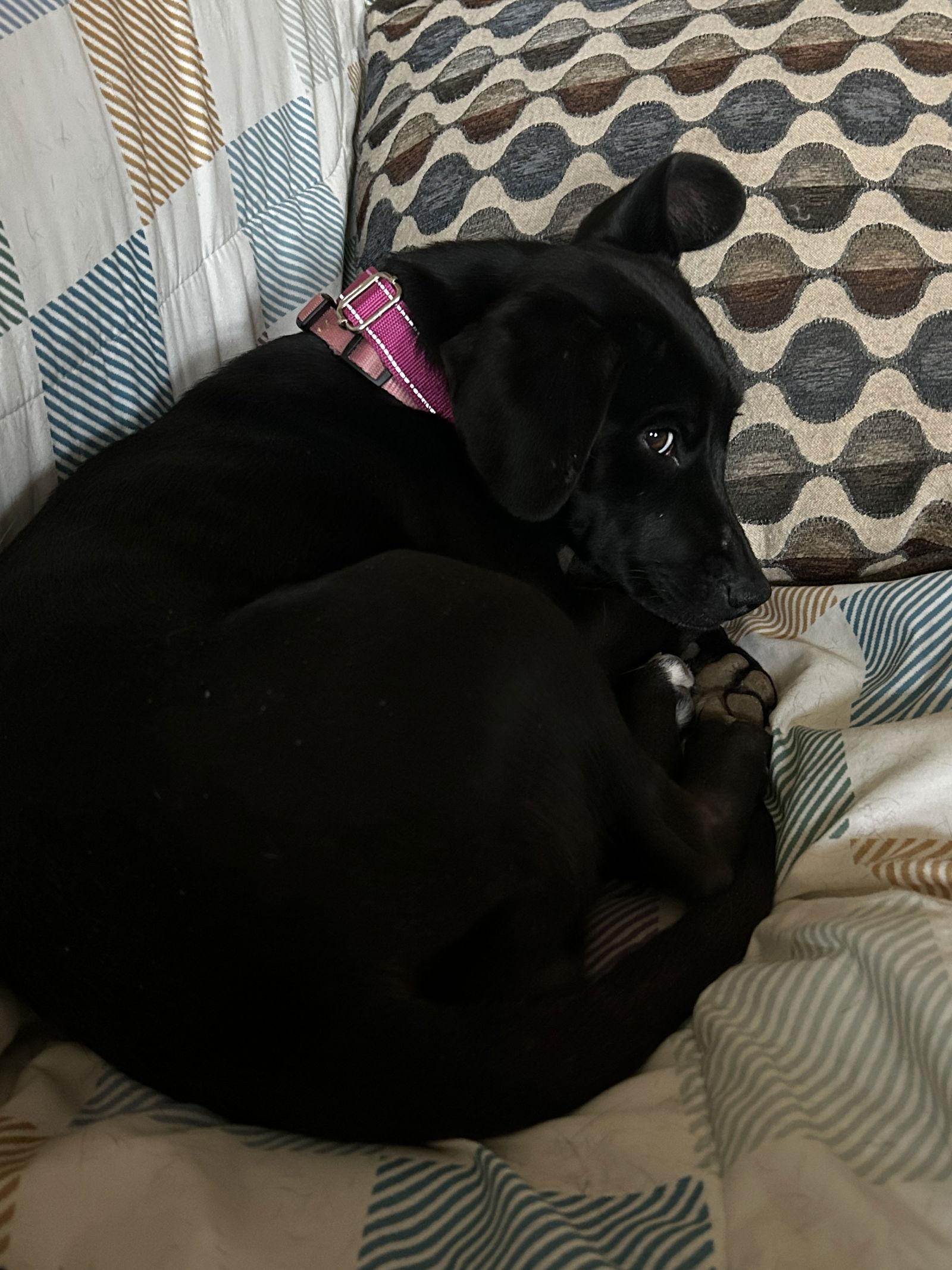 Stella  Kk thumbnail 4