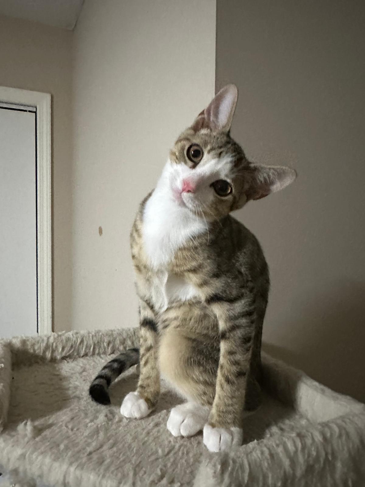 Enlarge Oslo, a ADOPTABLE Domestic Short Hair in Lawrenceville, GA image 2/6