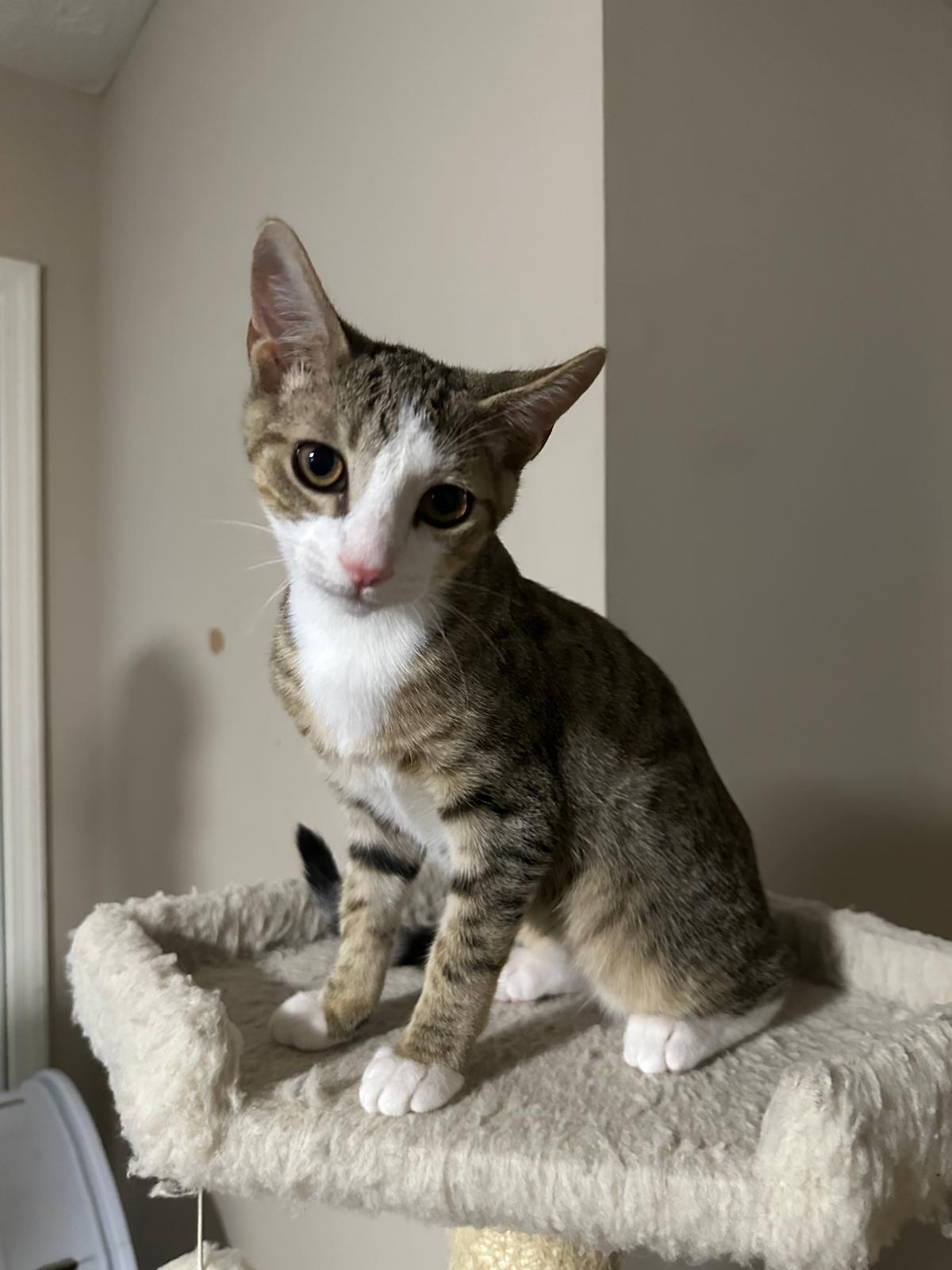 Enlarge Oslo, a ADOPTABLE Domestic Short Hair in Lawrenceville, GA image 3/6