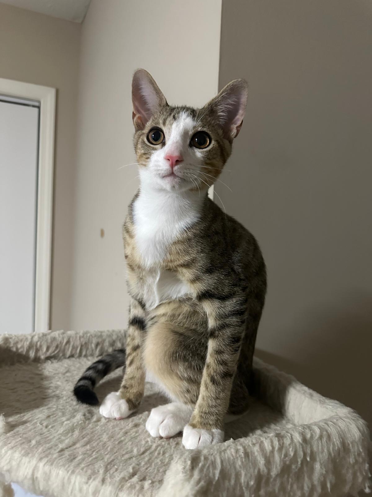 Enlarge Oslo, a ADOPTABLE Domestic Short Hair in Lawrenceville, GA image 4/6