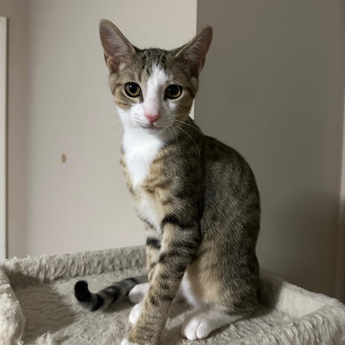 Oslo, ADOPTABLE, Kitten Male Domestic Short Hair.