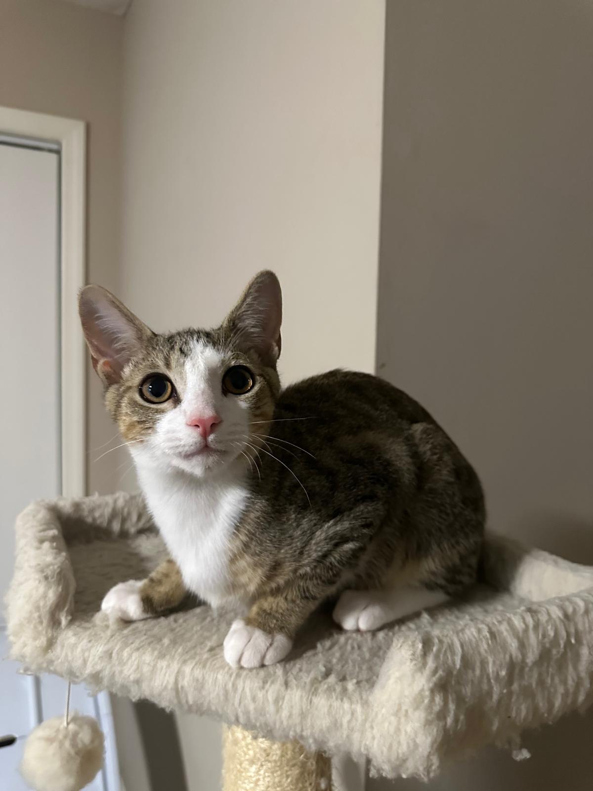 Enlarge Oslo, a ADOPTABLE Domestic Short Hair in Lawrenceville, GA image 6/6