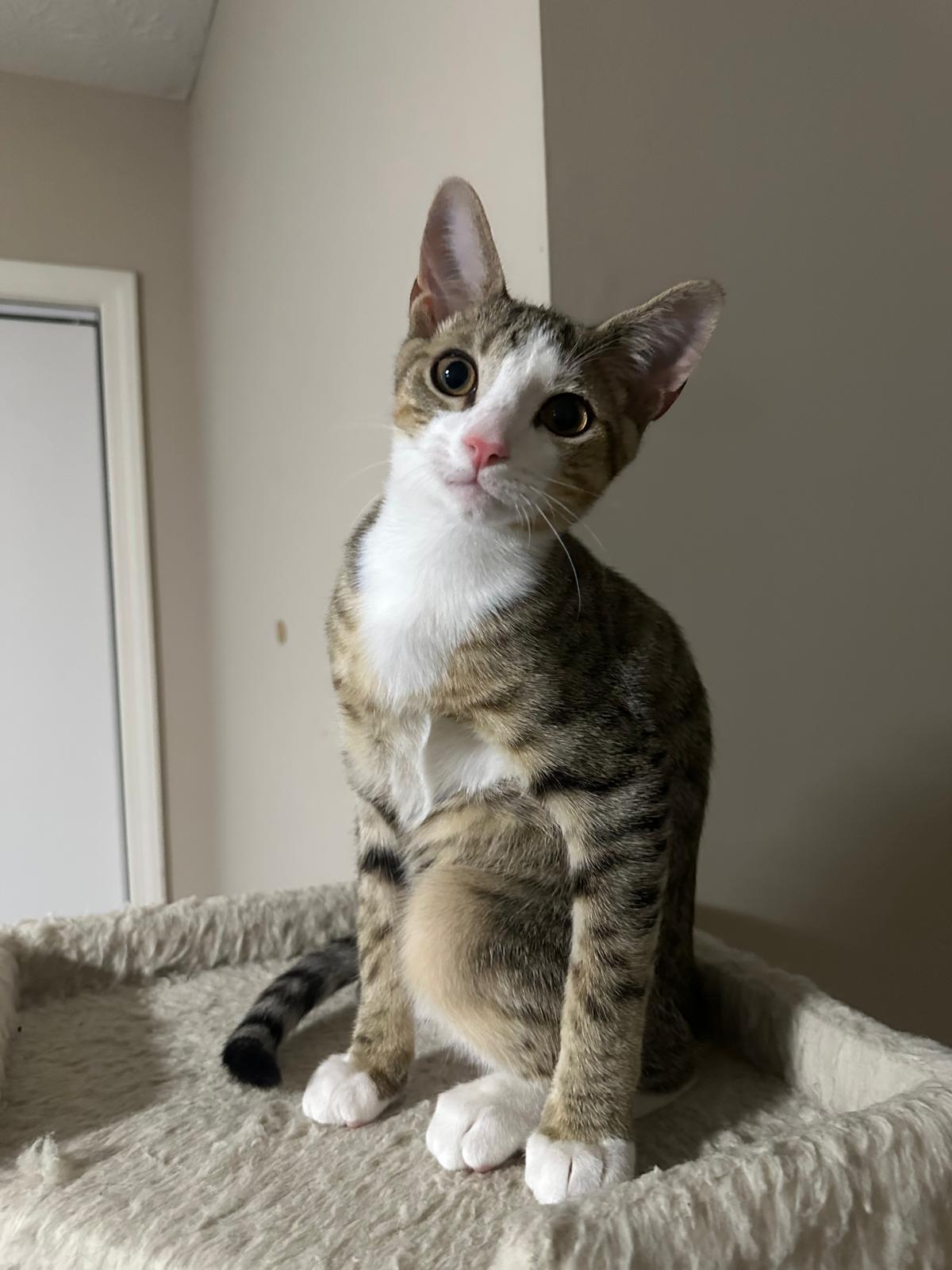 Enlarge Oslo, a ADOPTABLE Domestic Short Hair in Lawrenceville, GA image 5/6