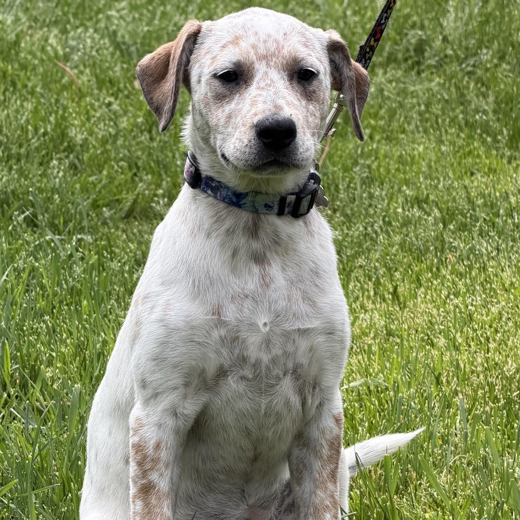 Enlarge Doris, a Adoptable Cattle Dog in Crystal, MN image 1/5