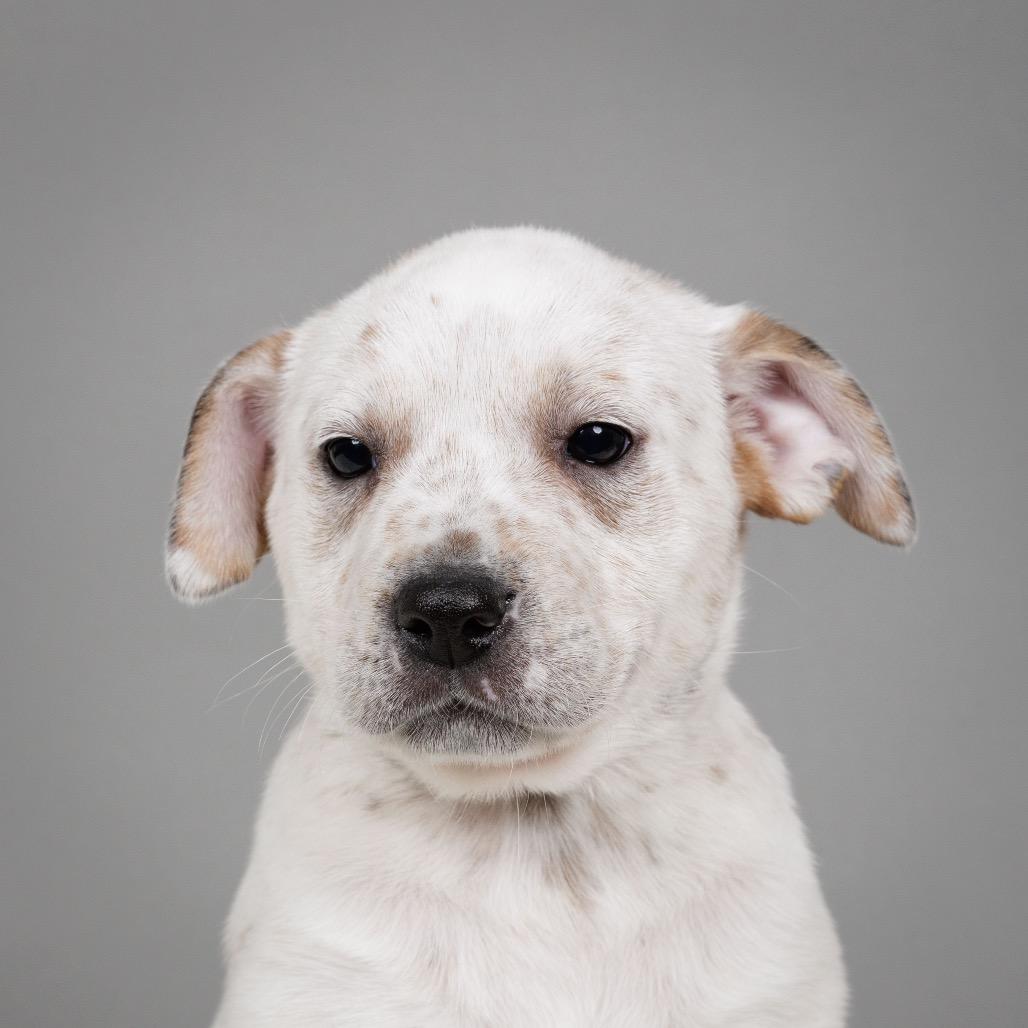 Doris, Adoptable, Puppy Female Cattle Dog.