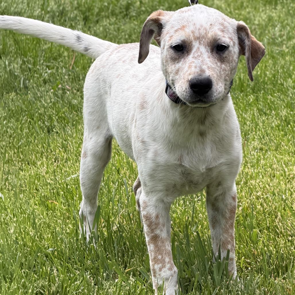 Enlarge Doris, a Adoptable Cattle Dog in Crystal, MN image 3/5